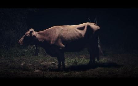 Las vacas de Wisconsin