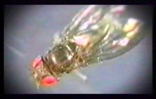 Mosca (2007) 1’